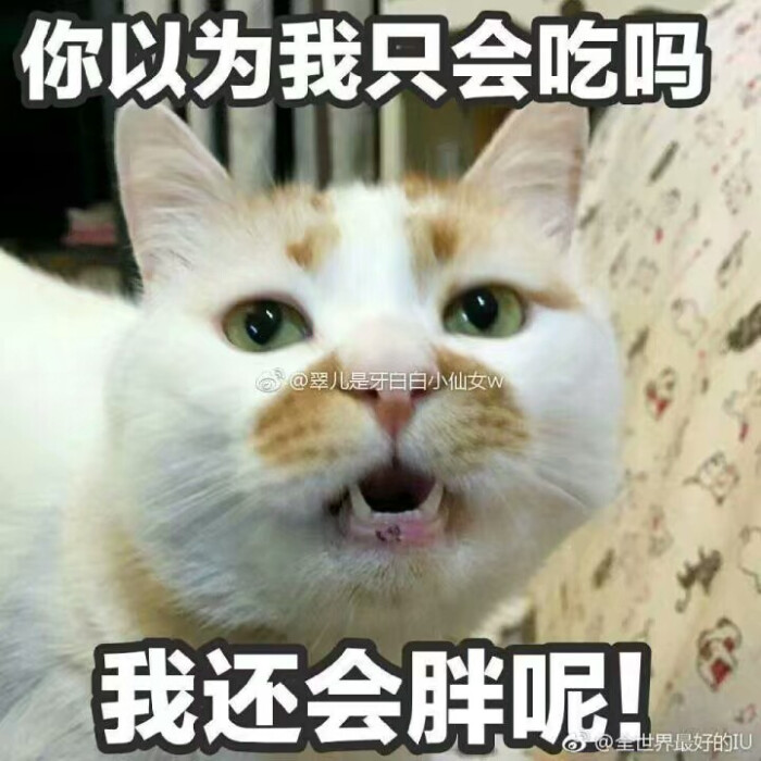 猫表情包可爱 更新一波楼楼,想哭