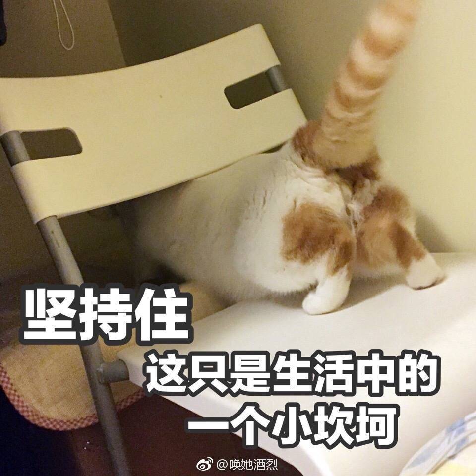 猫表情包可爱 更新一波楼楼,想哭