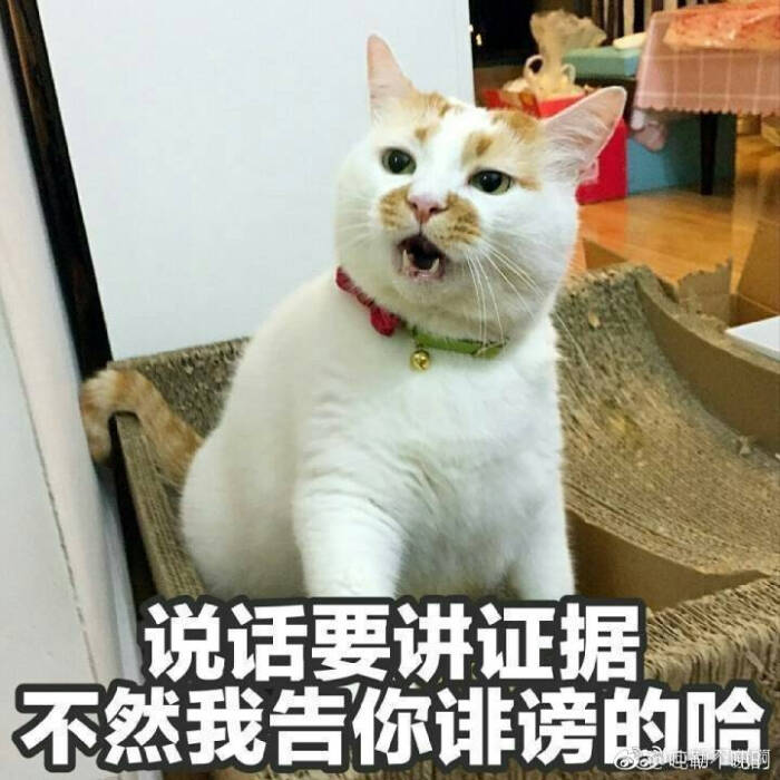 猫表情包可爱 更新一波楼楼,想哭