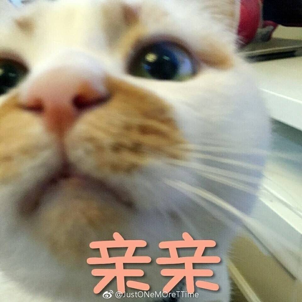 猫表情包可爱 更新一波楼楼,想哭