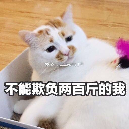 猫表情包可爱 更新一波楼楼,想哭