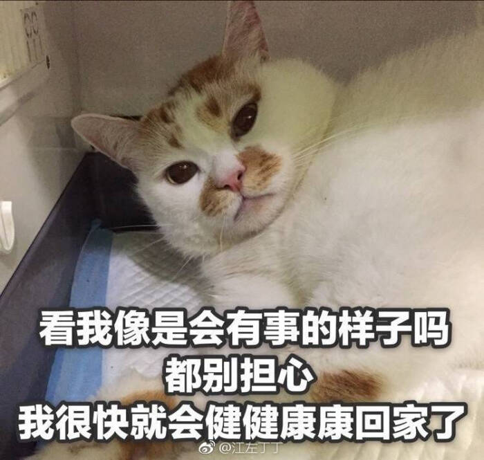 猫表情包可爱 更新一波楼楼,想哭