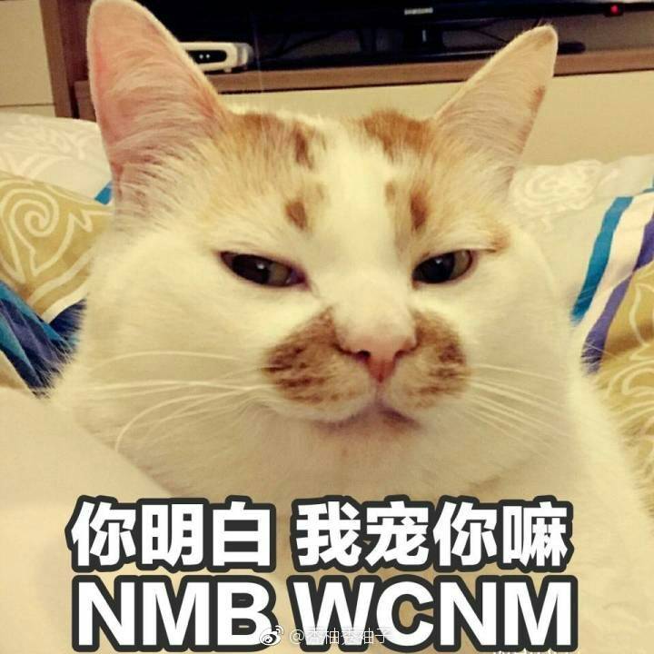 猫表情包可爱 更新一波楼楼,想哭-堆糖,美好生活研究所