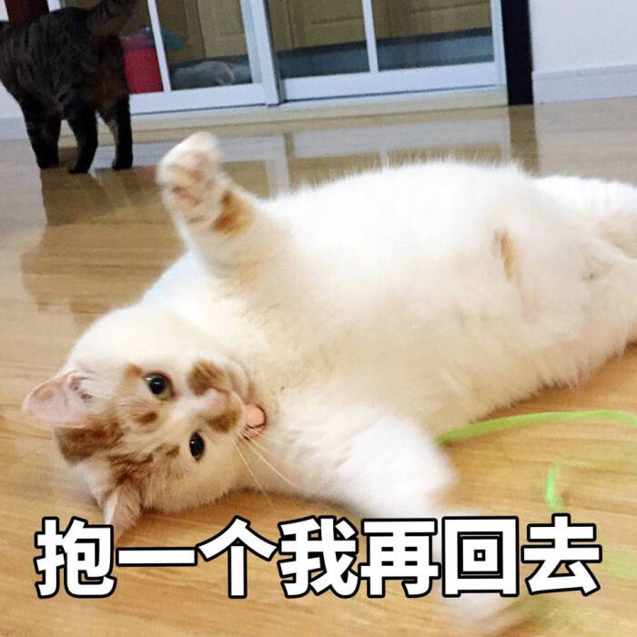 猫表情包可爱 更新一波楼楼,想哭