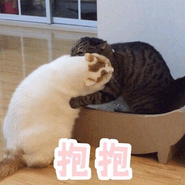 猫表情包可爱 更新一波楼楼,想哭-堆糖,美好生活研究所