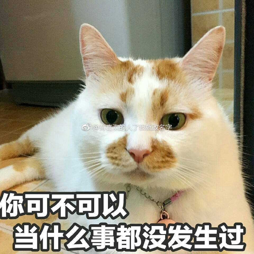 猫表情包可爱 更新一波楼楼,想哭-堆糖,美好生活研究所