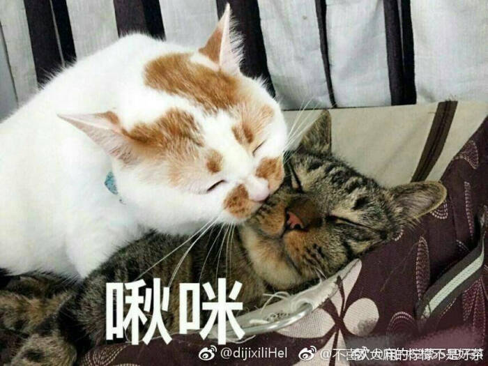 猫表情包可爱 更新一波楼楼,想哭