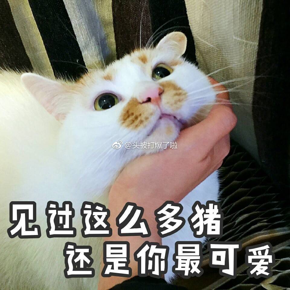 猫表情包可爱 更新一波楼楼,想哭