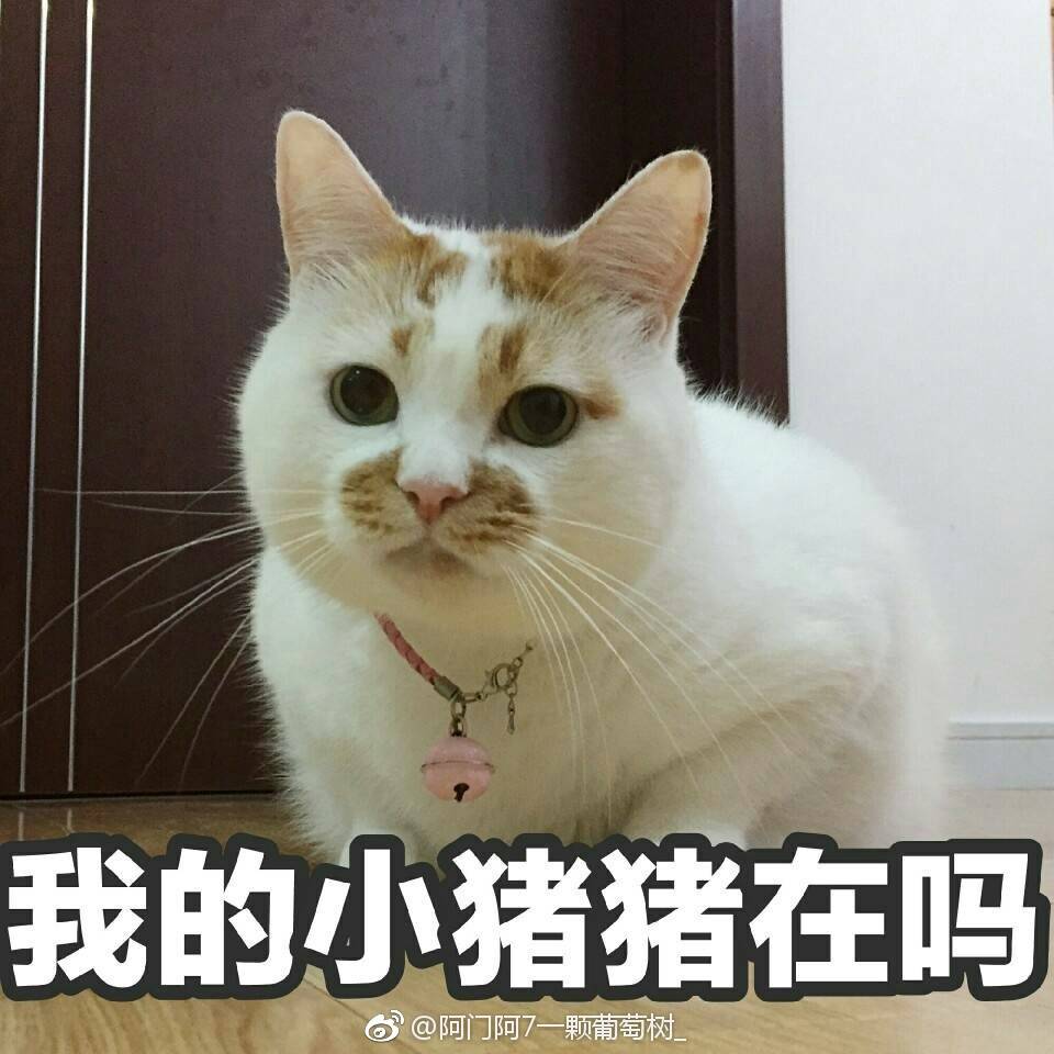 猫表情包可爱 更新一波楼楼,想哭