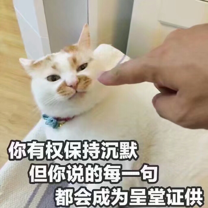 表情包 猫猫 网红猫 楼楼