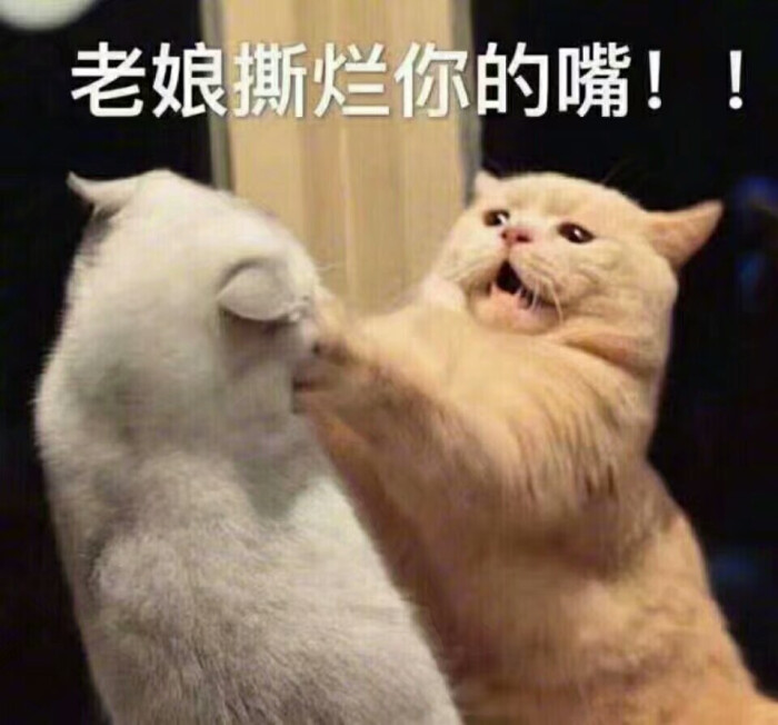 表情包 猫猫 老娘撕烂你的嘴!-堆糖,美好生活研究所