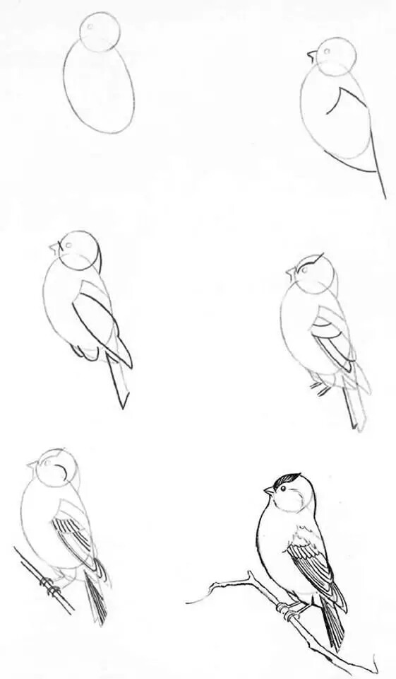 鸟的画法