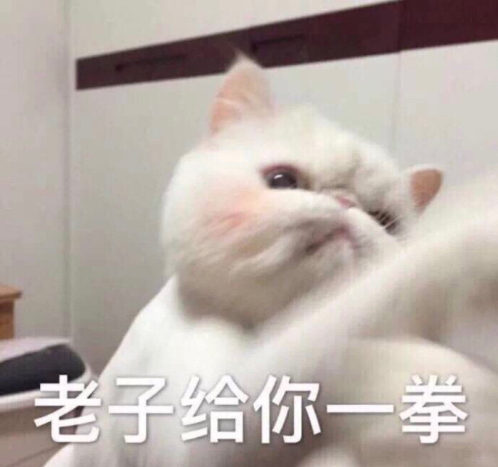 猫咪表情包