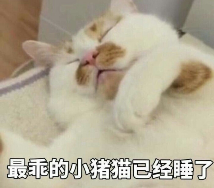 猫表情包可爱 更新一波楼楼,哭哭