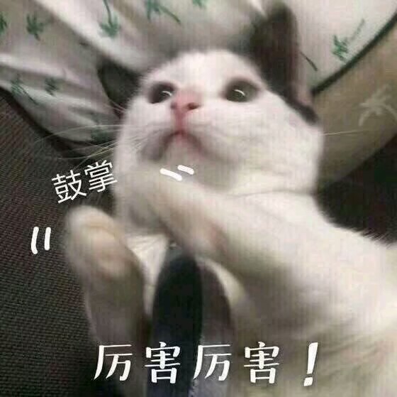 厉害厉害 鼓掌 猫猫 表情包