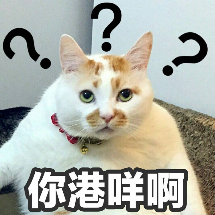 网红猫猫楼楼表情包