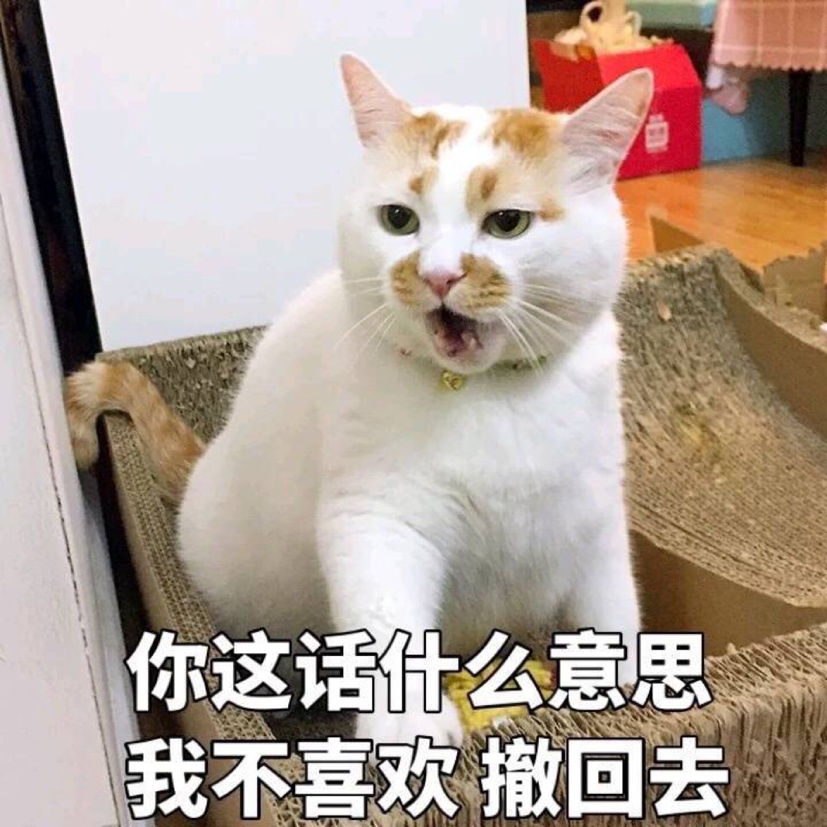 网红猫猫楼楼表情包