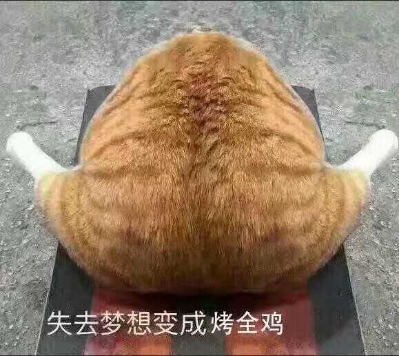 聊天 表情包 斗图 猫咪表情 肥猫 大鸡腿 烤全鸡