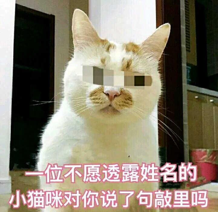 猫咪表情包