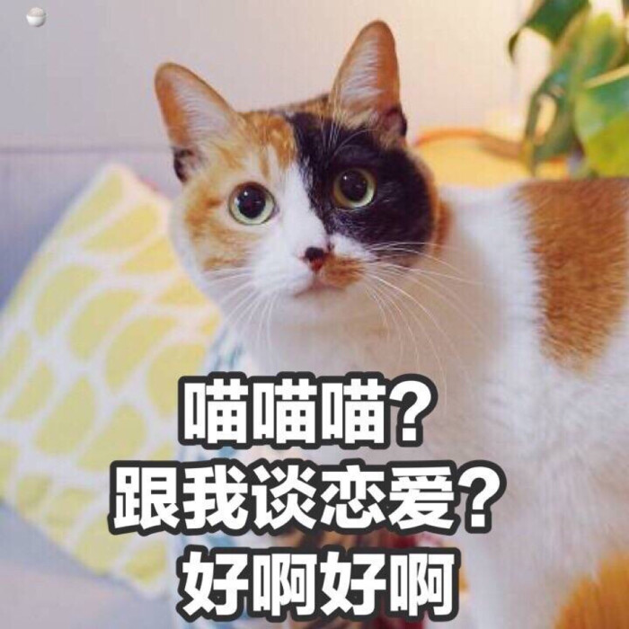 表情包 跟我谈恋爱
