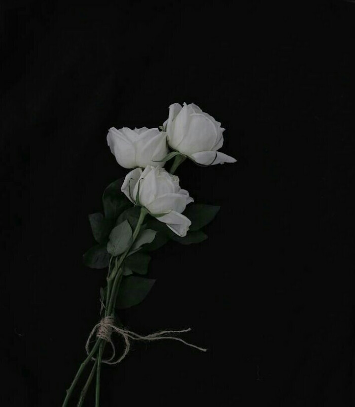 白玫瑰,图源微博–