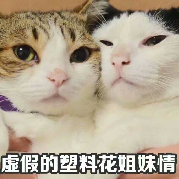 猫咪表情包