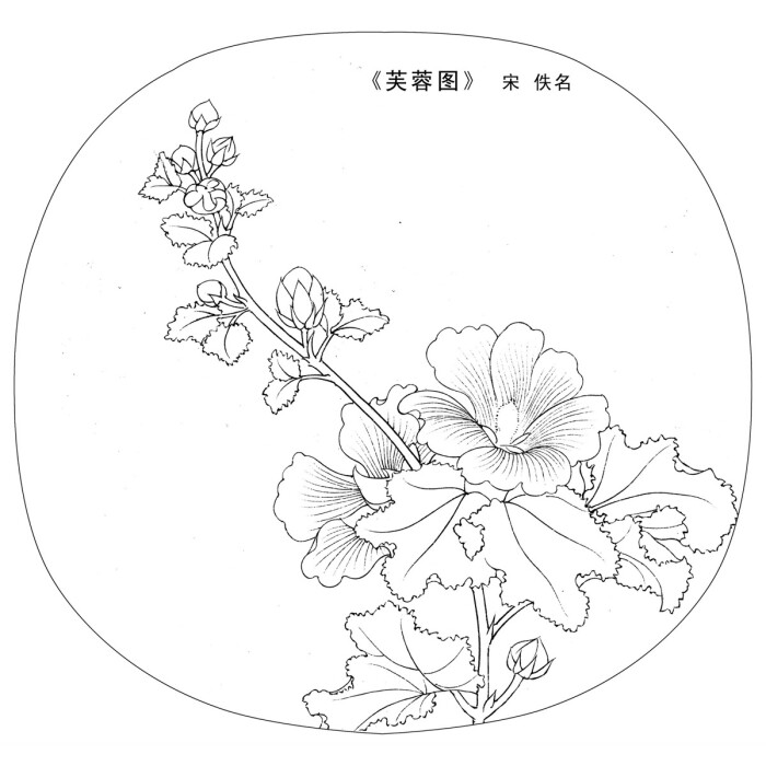 《芙蓉图》白描