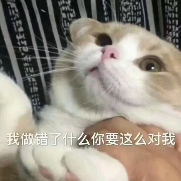 猫猫表情包