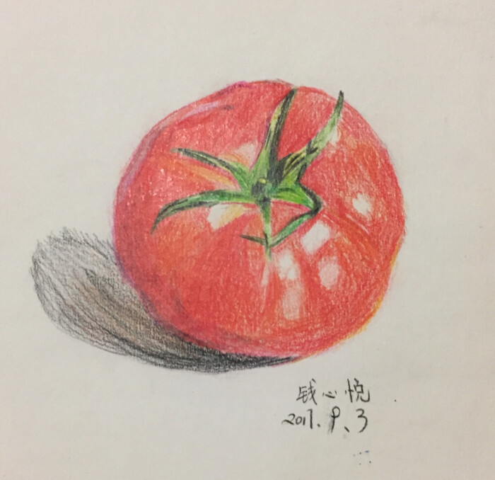 彩铅画 西红柿