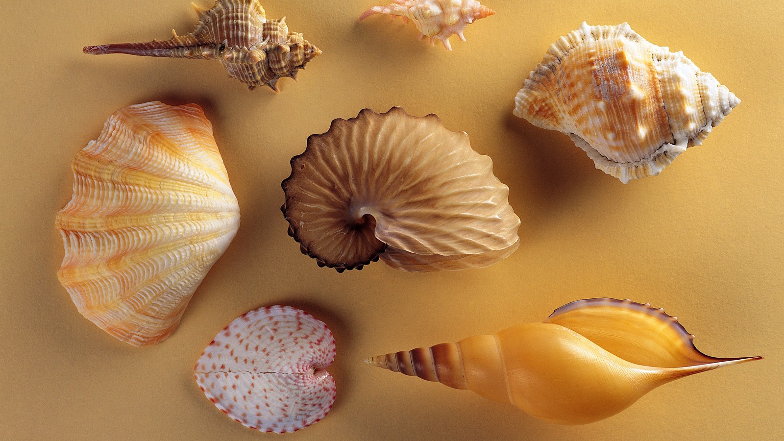 贝壳海螺品种大全高清壁纸15