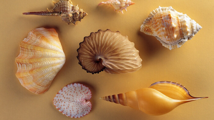 贝壳海螺品种大全高清壁纸15