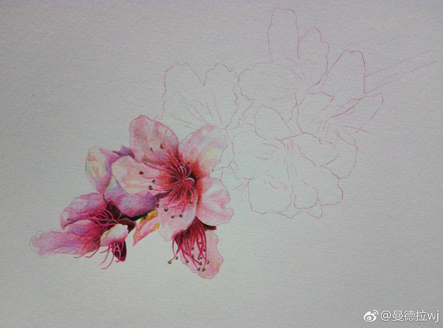 桃花的彩铅绘画步骤