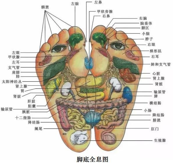 脚底五脏对应图