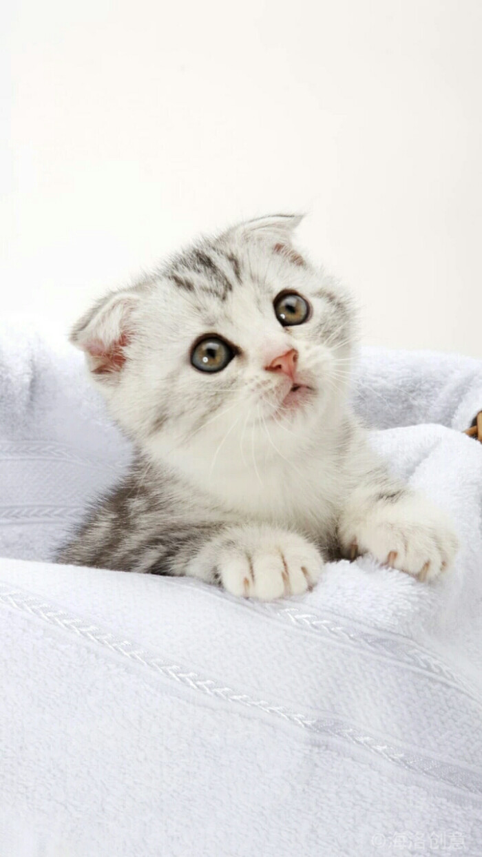 猫咪何以称霸颜值界