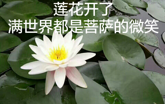 莲花开了满世界都是菩萨的微笑