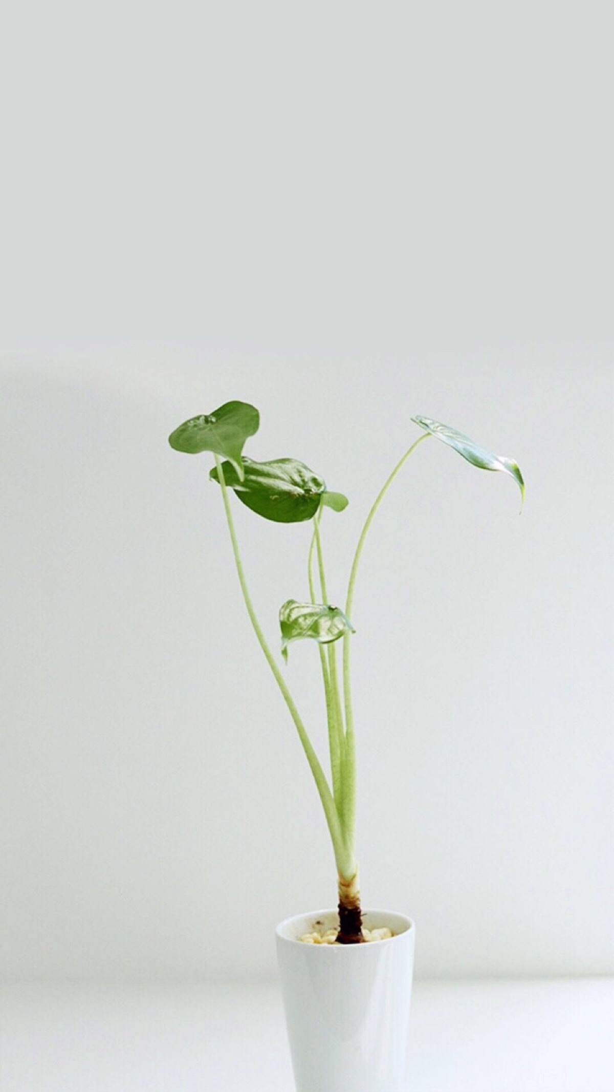 性冷淡风壁纸