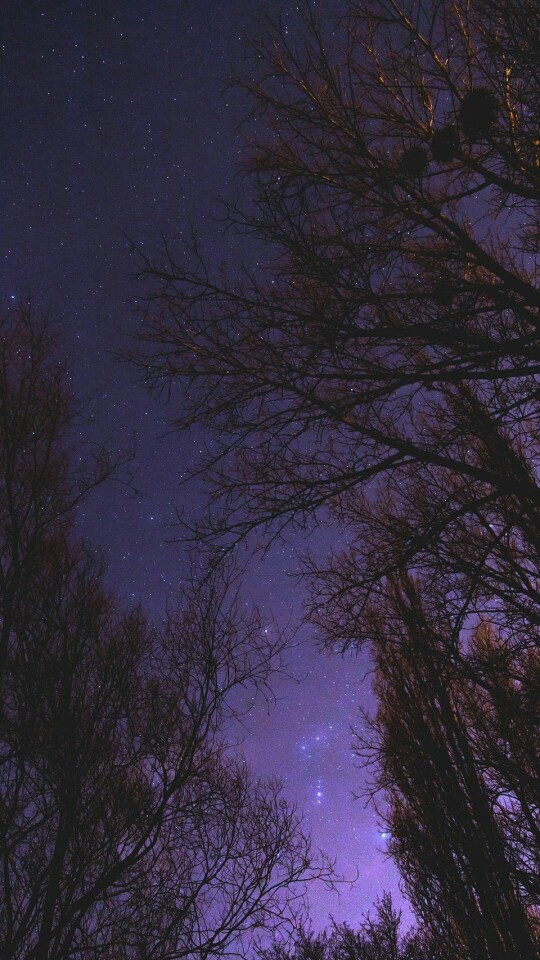 『唯美 意境 夜晚 星空 壁纸 树林 』