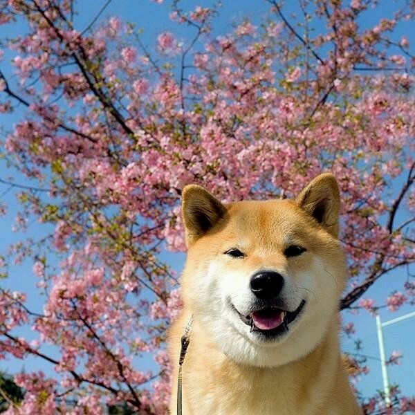 柴犬头像.