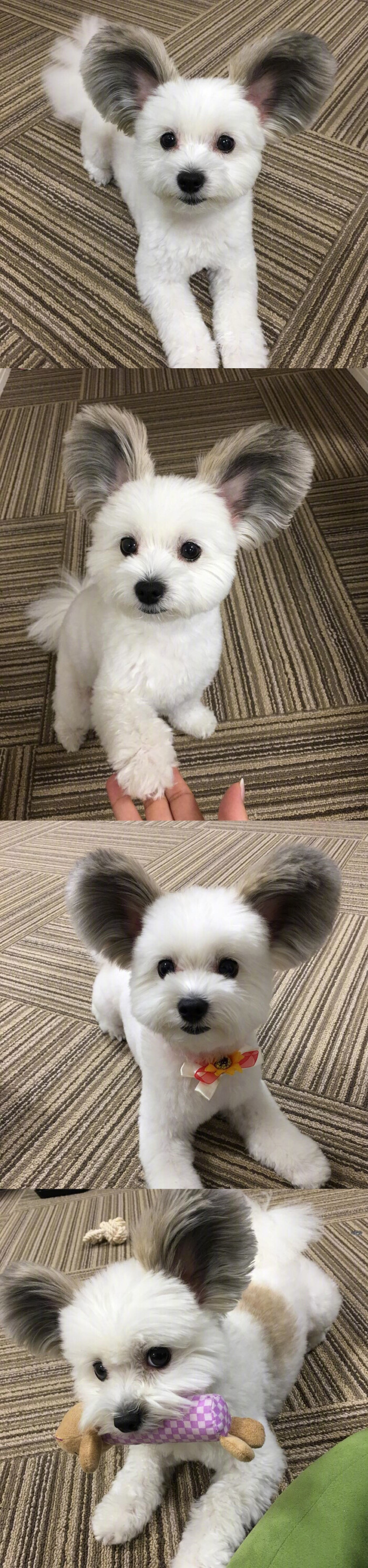 马尔济斯犬&蝴蝶犬混血 goma