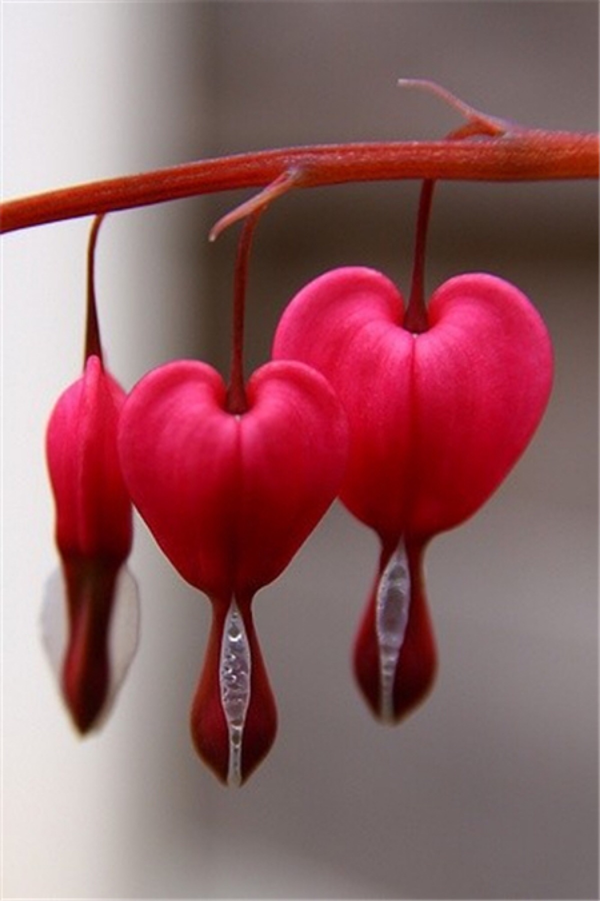 滴血的心(bleeding heart)