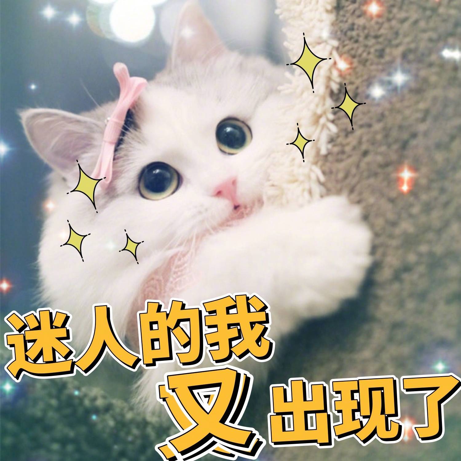 猫咪表情包