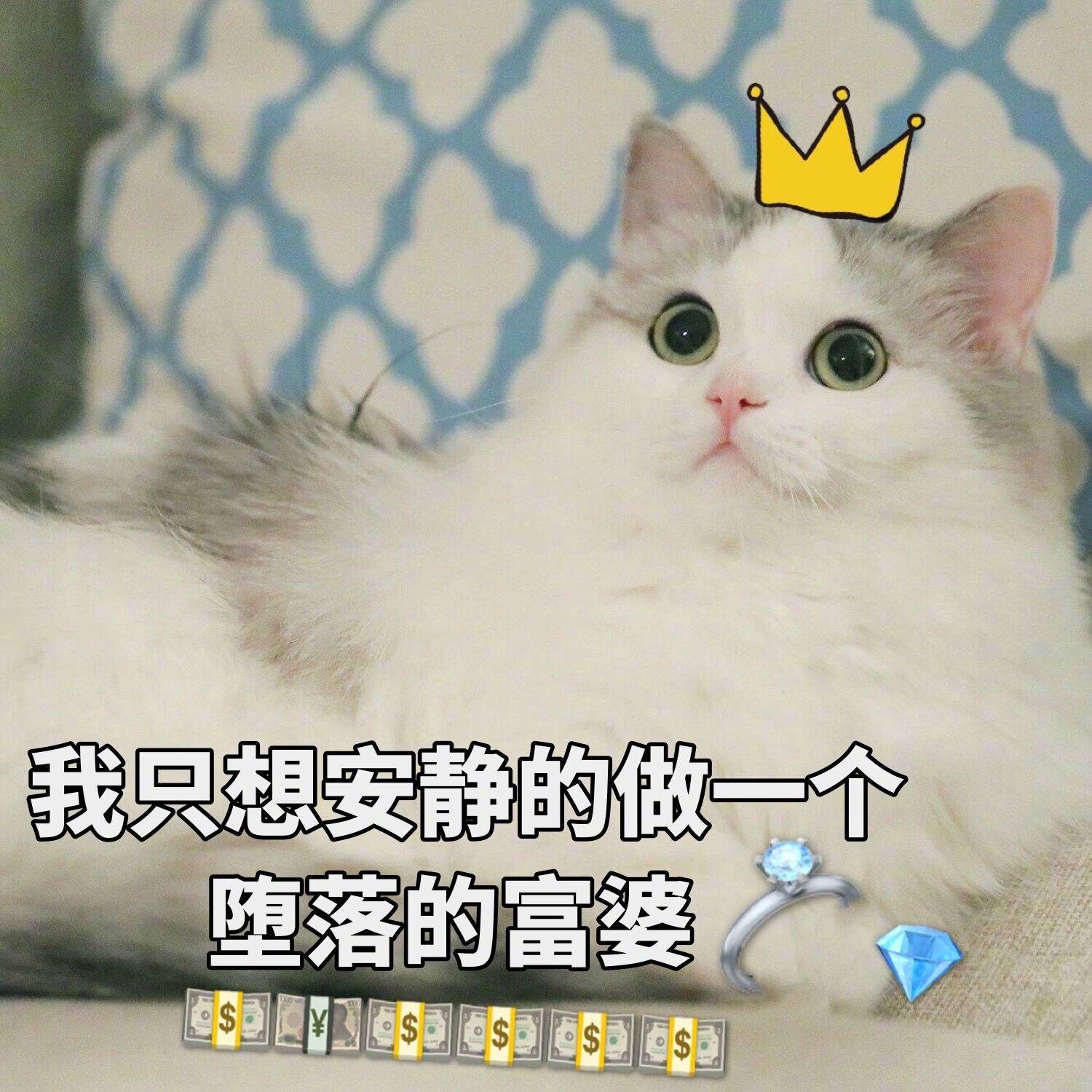 猫咪表情包