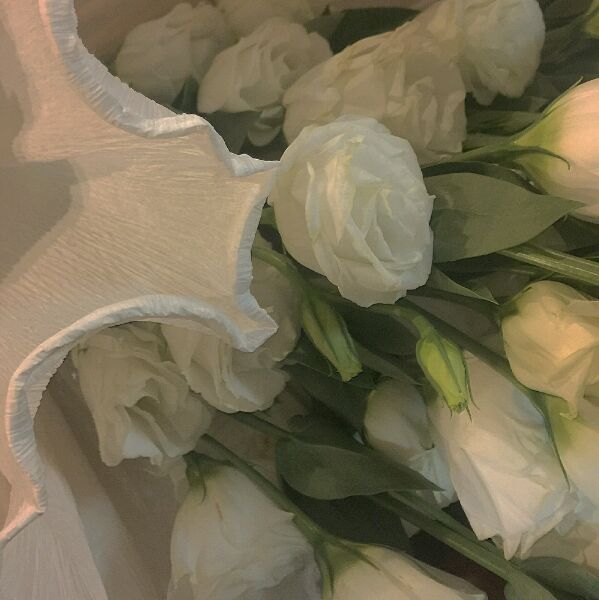 白玫瑰 封面