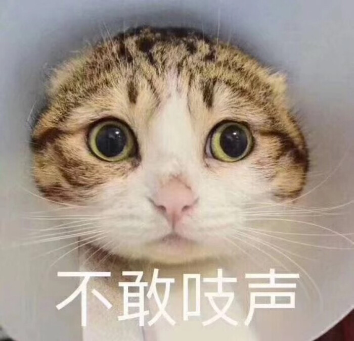 不敢吱声 猫 表情包