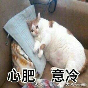 猫表情包