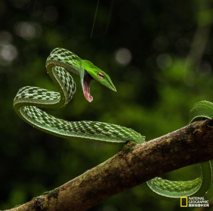 绿蔓蛇一般很难被发现,因为它们能完美融入栖息的环境.