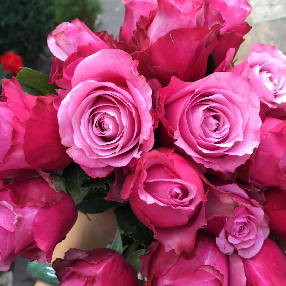 魅影,昆明新品种,粉紫双色,昆明玫瑰里比较高贵的颜色