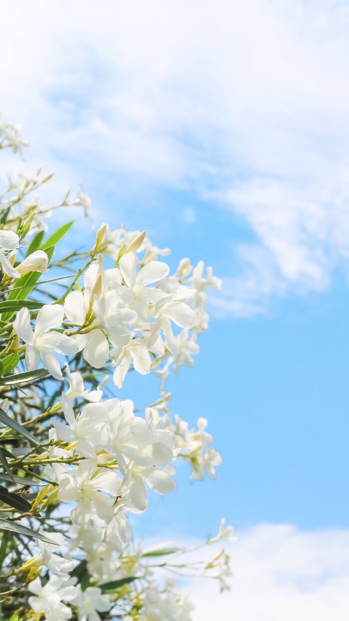 小清新 夹竹桃 花 天空 壁纸 背景