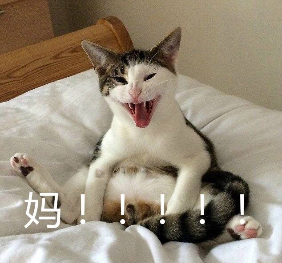 猫咪表情包