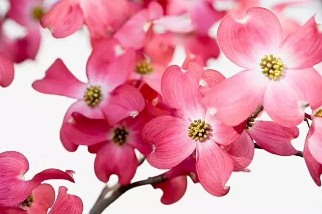粉色淡山茱萸(pale dogwood)先开花后萌叶,秋季红果累累,是花卉市场的